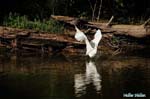 Aigrette garzette